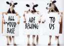 Ayb-cows