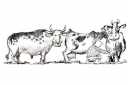 Cows