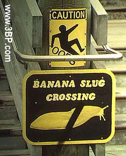 Caution - banana slug crossing