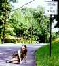 Caution - dip in road