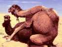 Camel1