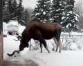 Moose and fluffy