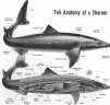 Teh Anatomy of a Sharxor