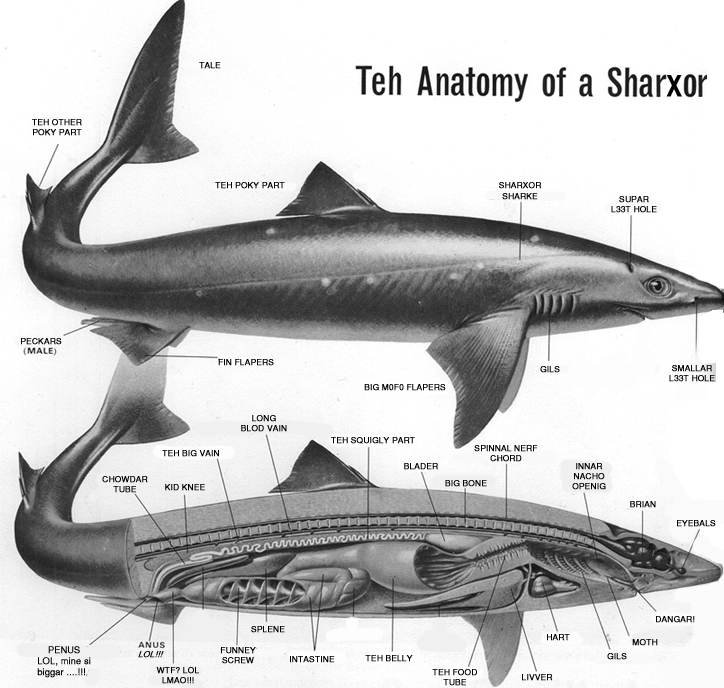 Teh Anatomy of a Sharxor