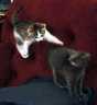 Ninja cat
