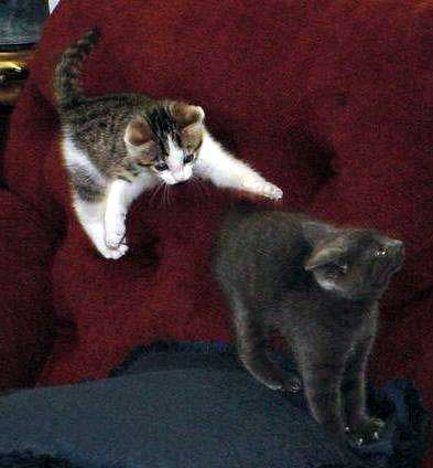 Ninja cat