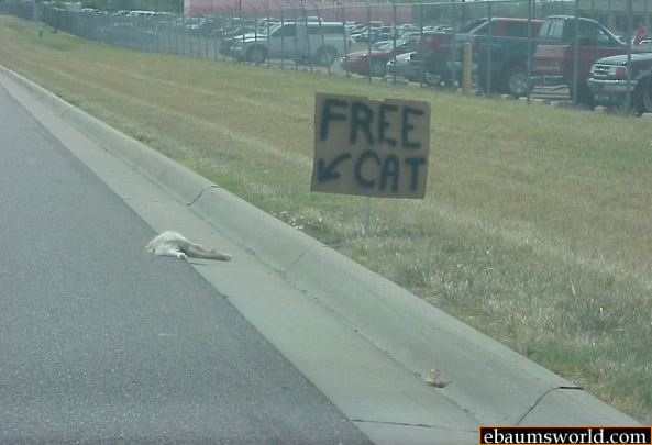 Free cat