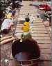 Jonestown Massacre