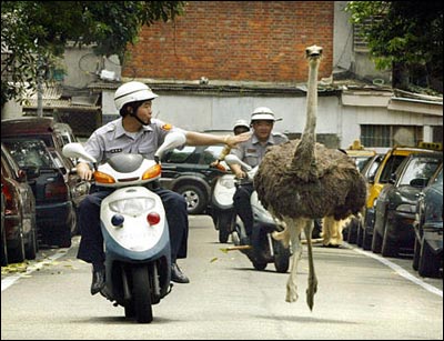 Taipei ostrich.jpg&cb=20041121044047