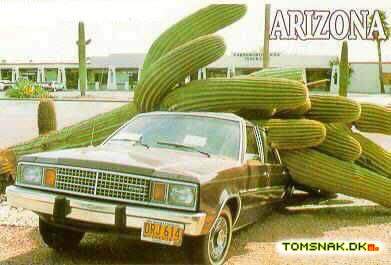 Big cactus