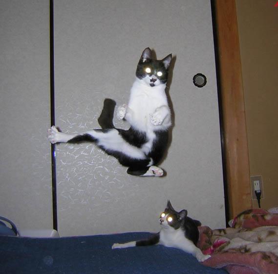 Karate Kat!