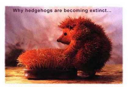 Why hedgehogs are becoming extinct...