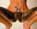 Spread eagle (?)