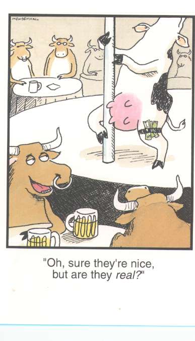 Cow1