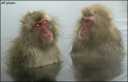 Macaques jigokudani hot spring.jpg&cb=20041003011408