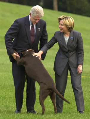 Dog job