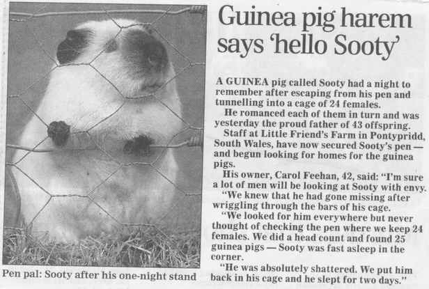 Guinea pig harem says 'hello Sooty'