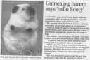 Guinea pig harem says 'hello Sooty'