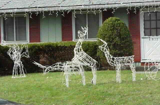Reindeer