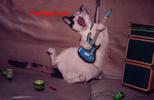 Rockin