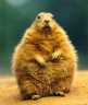 Fatarse