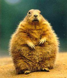 Fatarse
