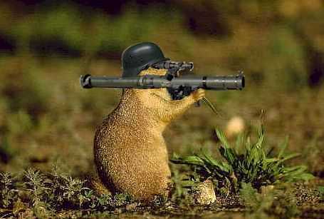 Rambo squirrel