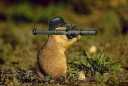 Rambo squirrel
