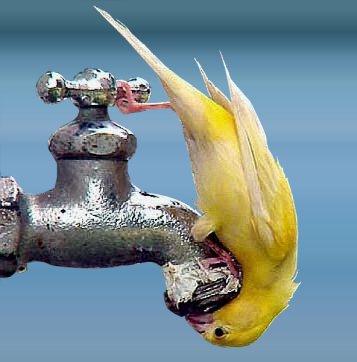 Birdie