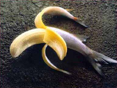 Bananafish.jpg&cb=20041107232134