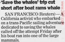 'Save the whales' trip cut short after boat rams whale