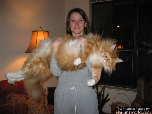 _Big_ cat