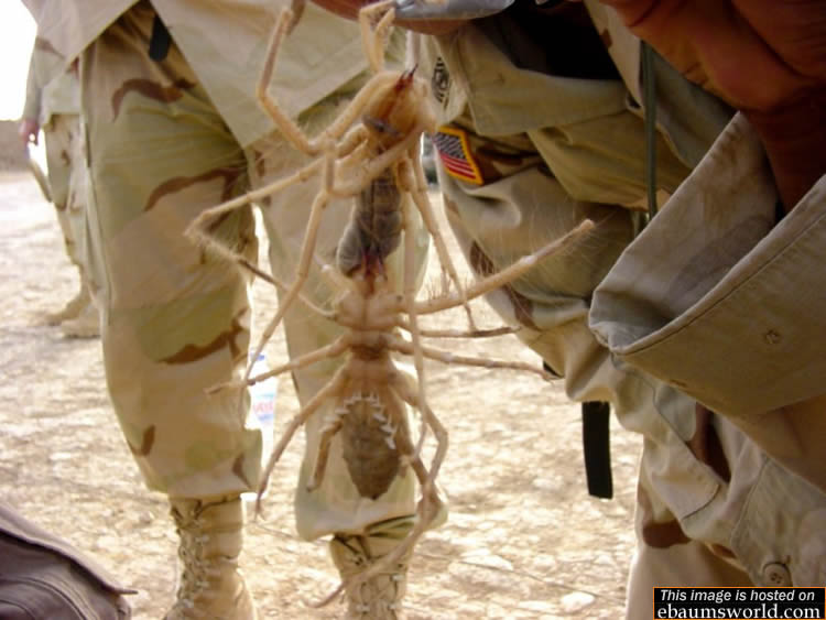 Bigbug.jpg&cb=20041107232134