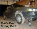 Strong cat!