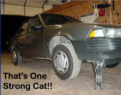 Strong cat!